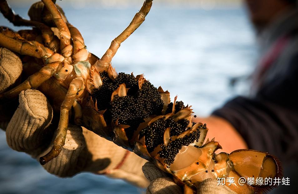 【地球演义】虾啊，真虾，真是虾，是真虾…… 知乎