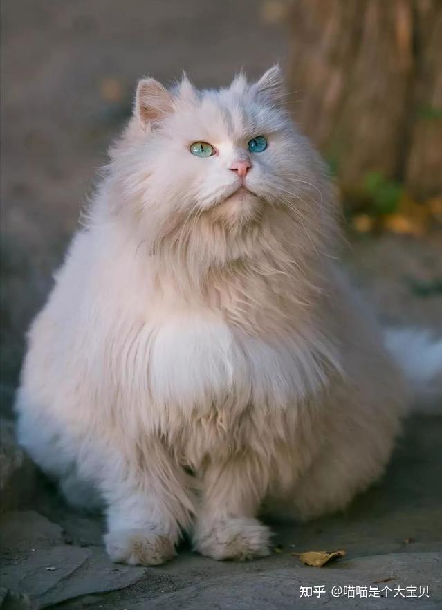 山东狮子猫,那么好看,为什么却遭到弃养? - 知乎