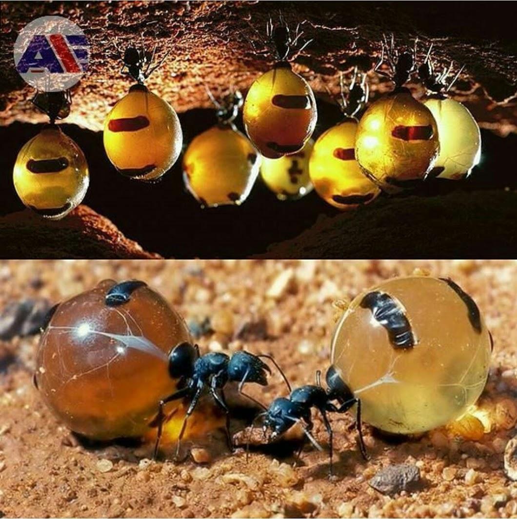 英语叫honeypot ant,中译好像还没确定下来,最多见的译名好像是"蜜罐