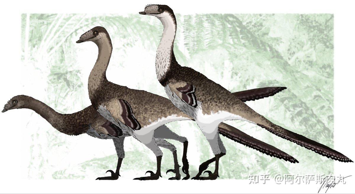 分类:〔恐龙总目—蜥臀目—兽脚亚目—驰龙科 dromaeosauridae