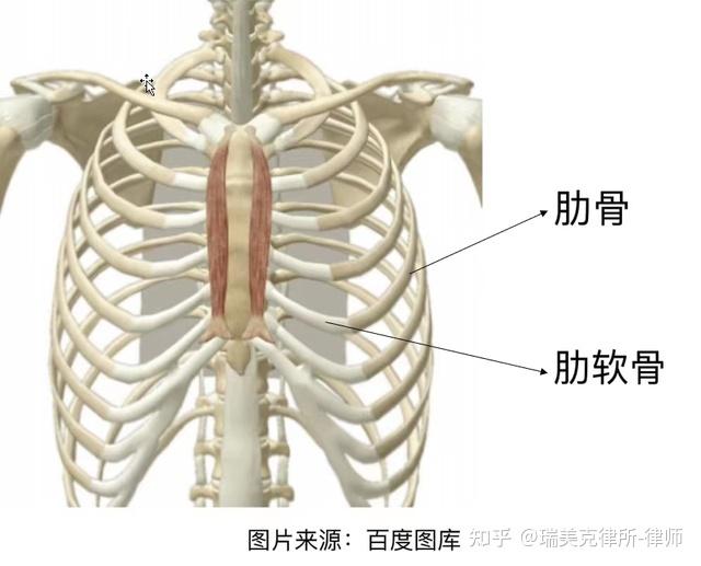 刑事律师 肋骨几处骨折构成轻伤