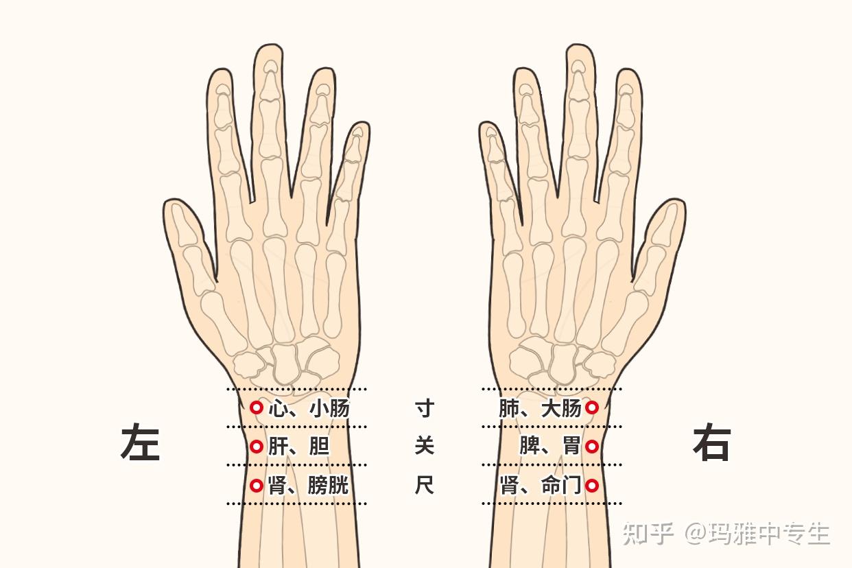 二 中医的诊断手法:切诊-脉诊 - 知乎