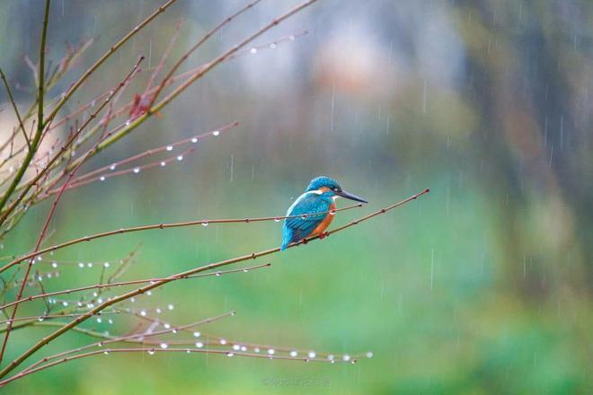 真的想问:下雨天的时候,鸟都在干什么呢? - 知乎