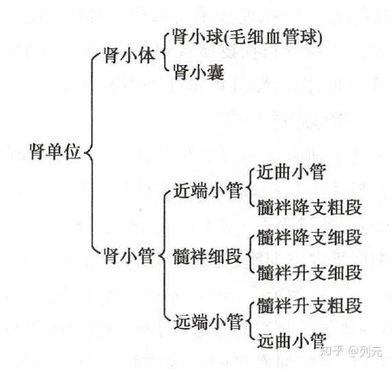 尿是从血液中过滤出来的液体,作用是排除掉血液中的代谢废物,让身体能