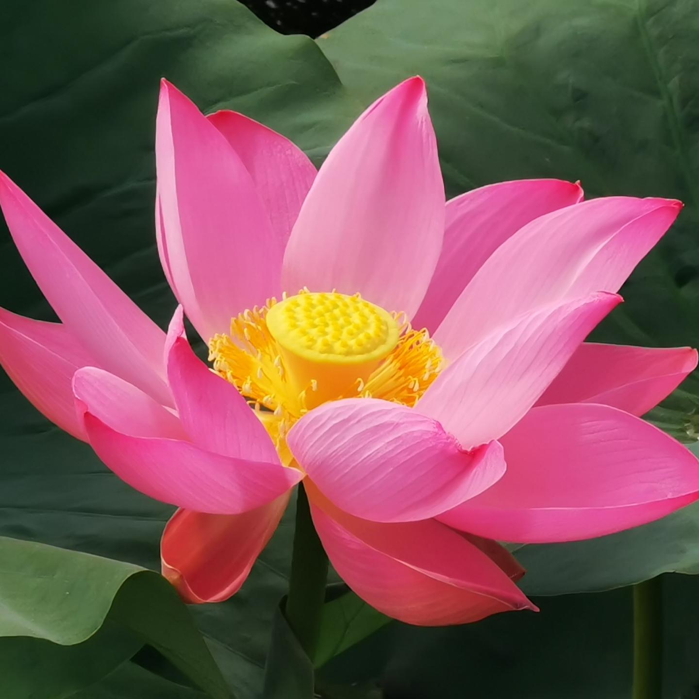 皮里梁秋