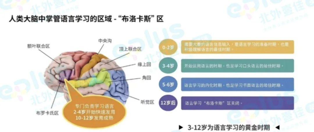 布罗卡氏区图片