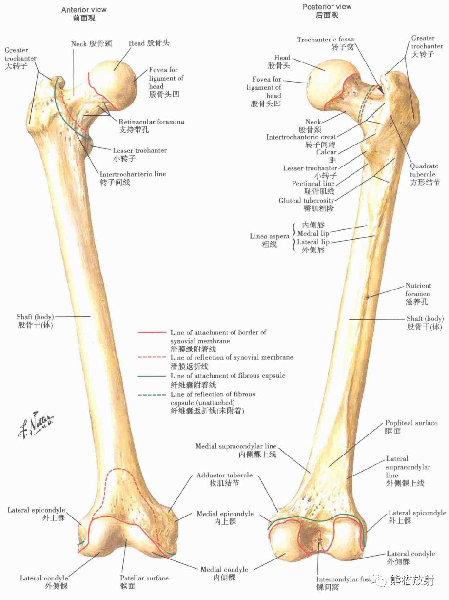 股骨股骨头和股骨颈的动脉髋关节:前后位x线成像髋关节髋骨下列图片可