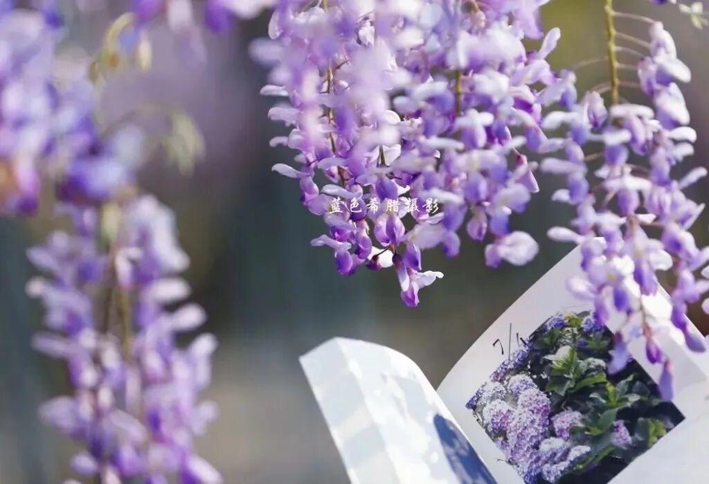 中年姐姐和香芋紫春天合影,不露脸的照片,优雅浪漫有氛围