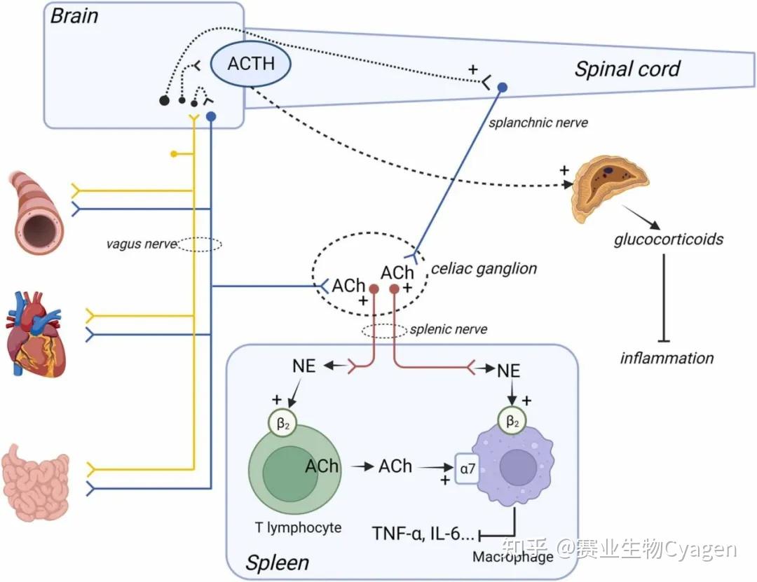 解码Chrna7：以模型小鼠为利器，打开神经及炎症相关疾病攻克新窗口 - 知乎