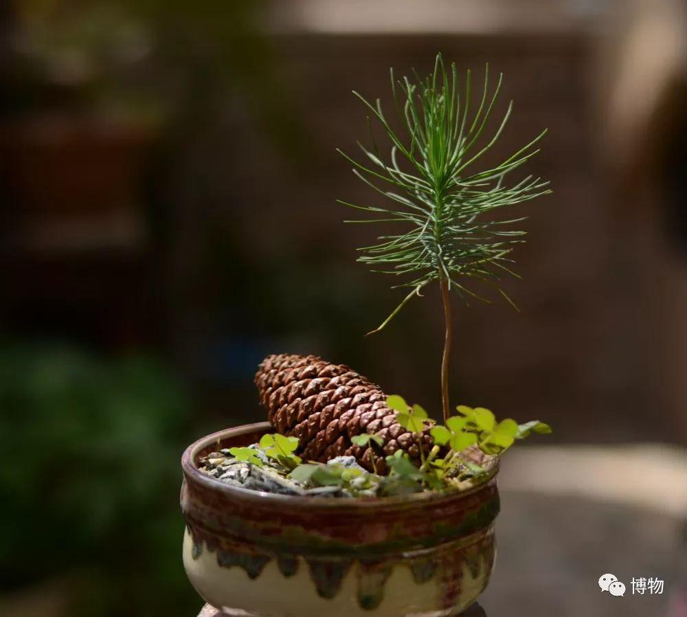 出门捡个松果回家，然后你就有了棵松树？ - 知乎