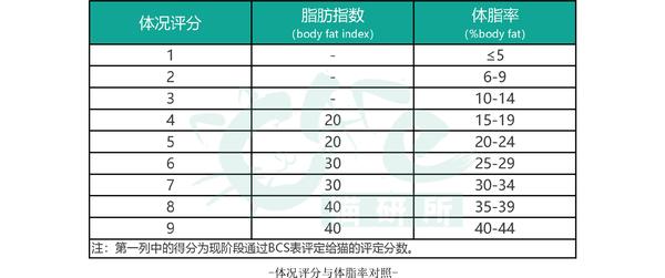 你家主子超重了吗 猫咪体况评分自查 知乎