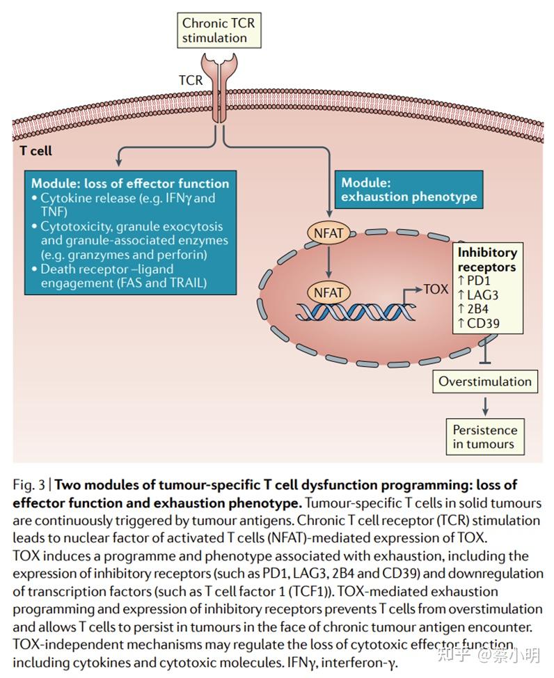 NID026_CD8+ T cell differentiation and dysfunction in cancer - 知乎