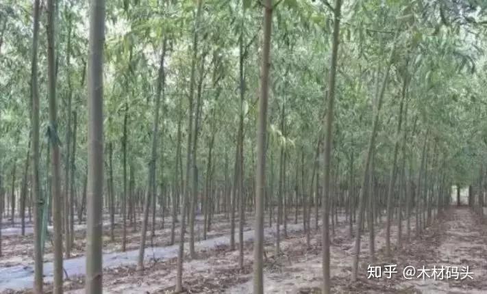 中国木材缺口巨大怎么破?种植“速生树”是出路? - 知乎
