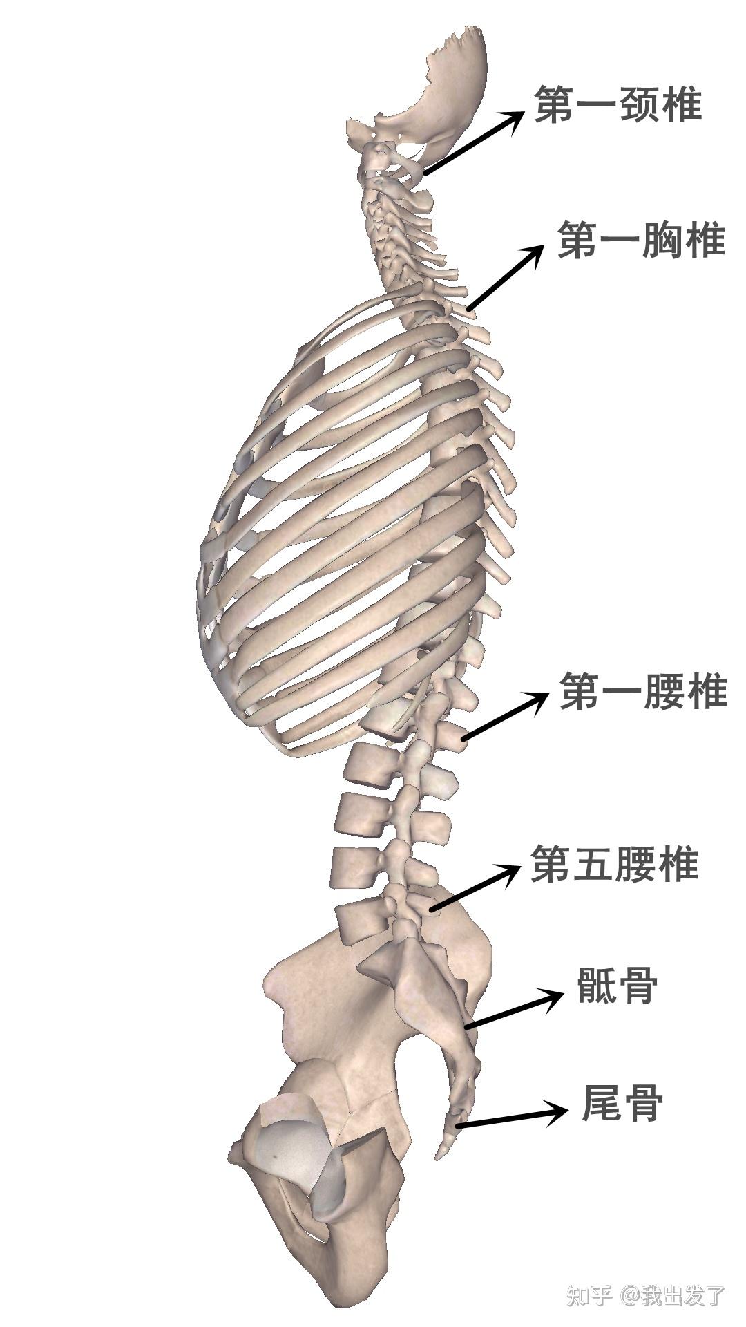 人体结构腰的位置图图片