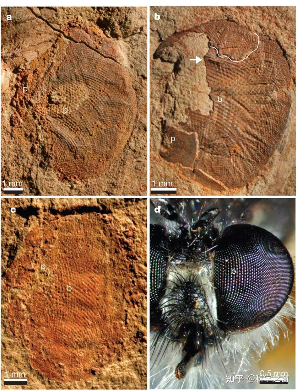 昆虫复眼挑战达尔文 - 知乎