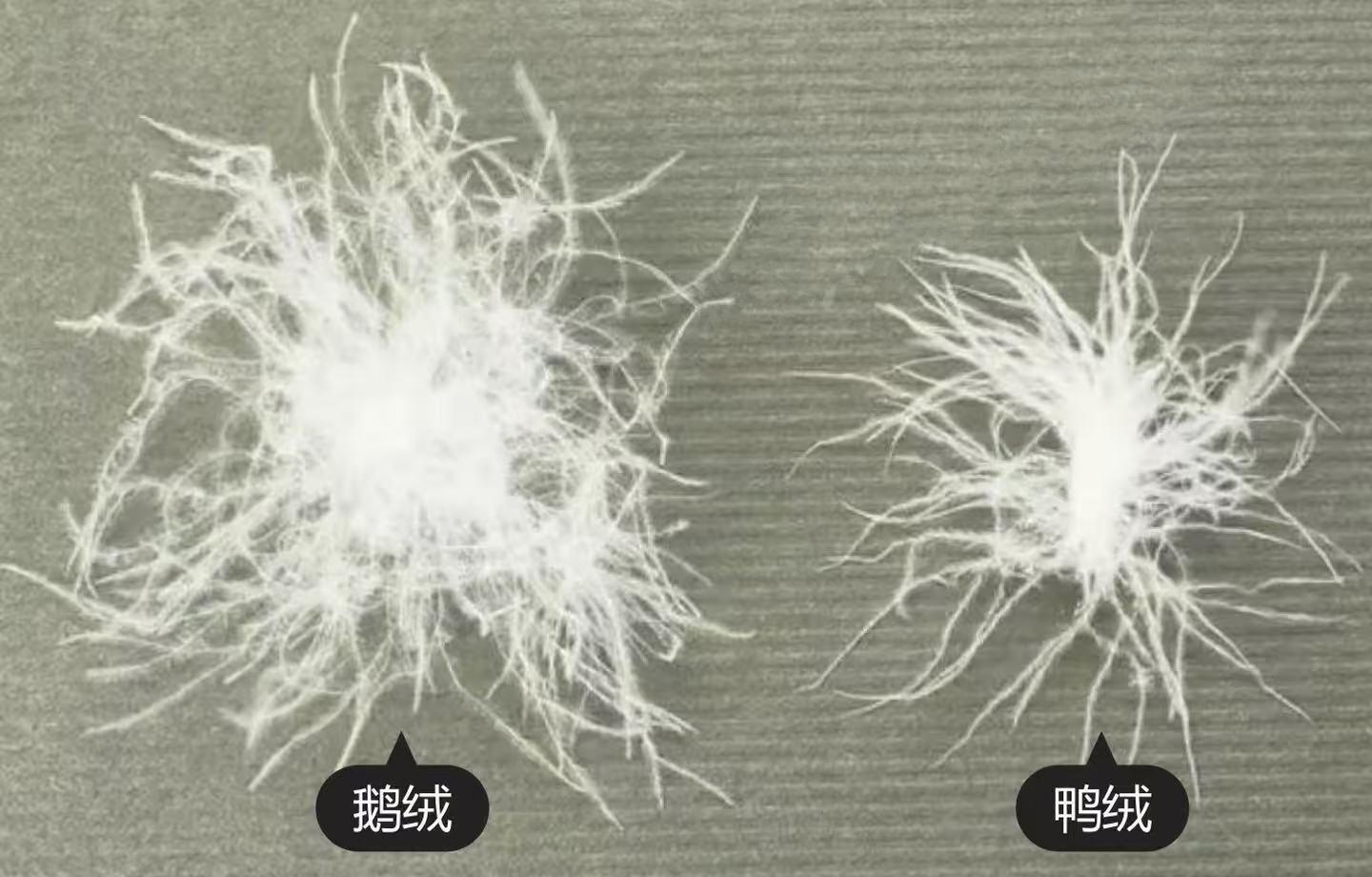 如何挑选羽绒服？（鸭绒鹅绒 充绒量 绒子含量 蓬松度） - 知乎