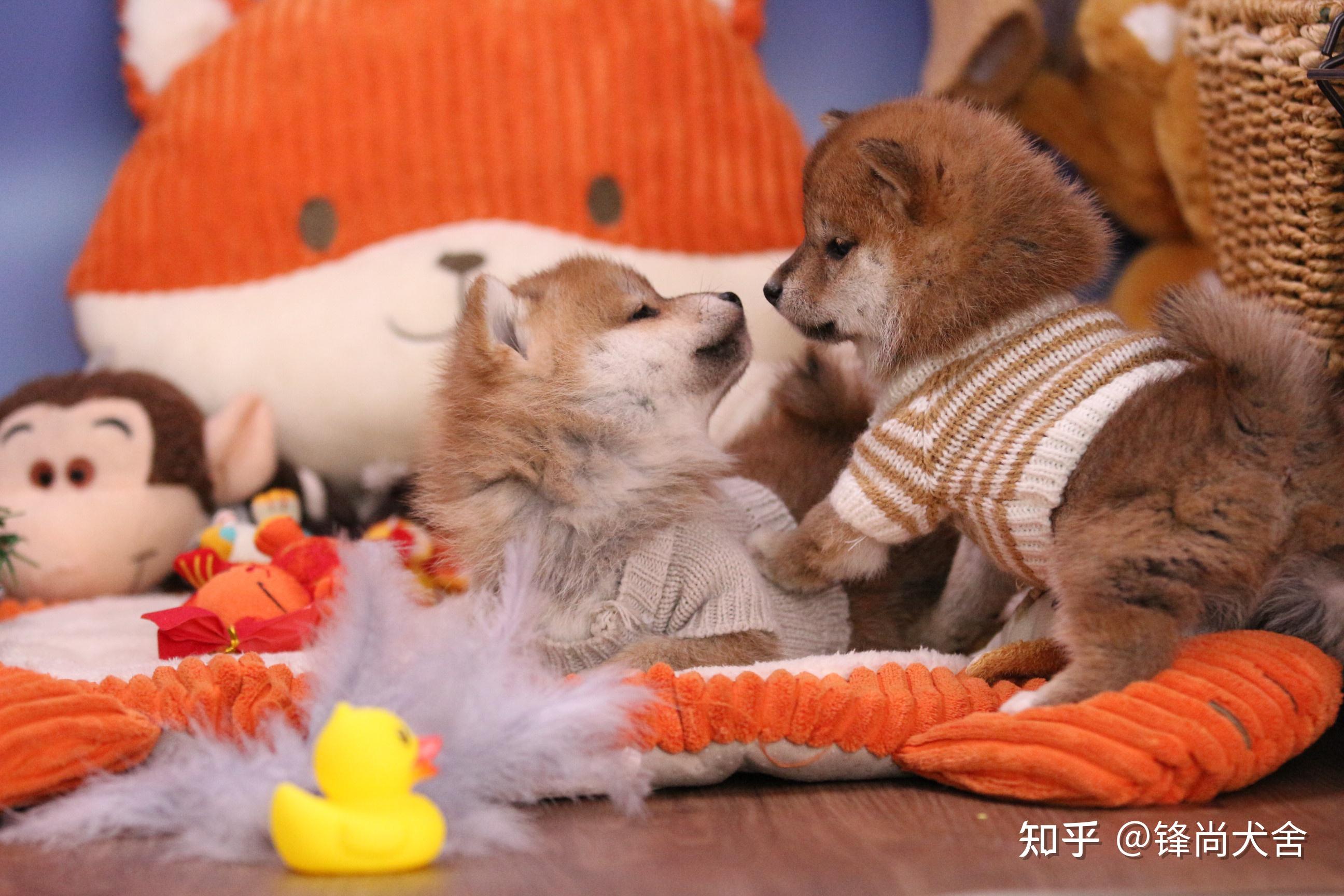 两个多月大的柴犬有的时候不知道在嚼啥,一天有那么几次,但是打开嘴巴