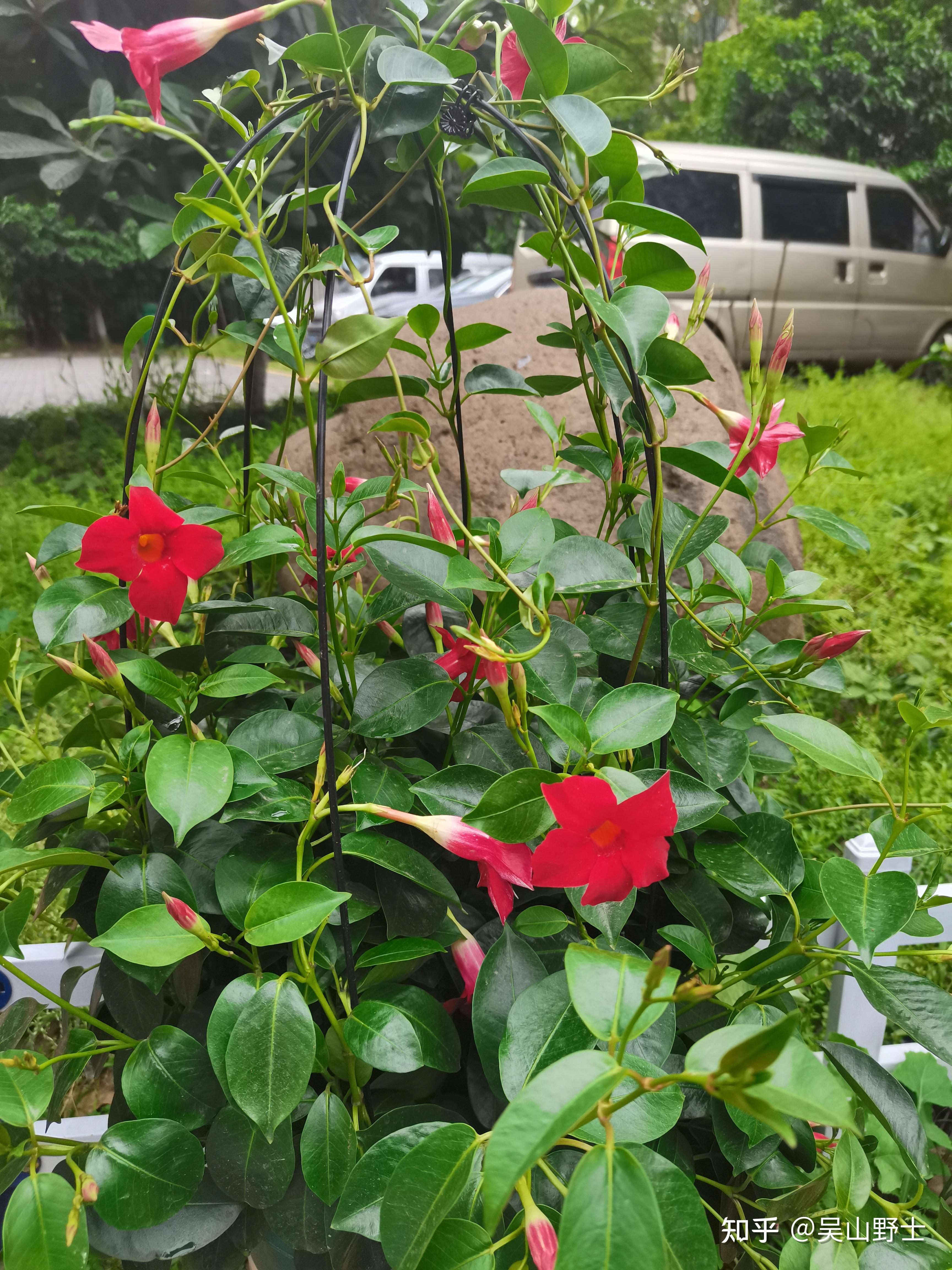 七绝飘香藤平水韵