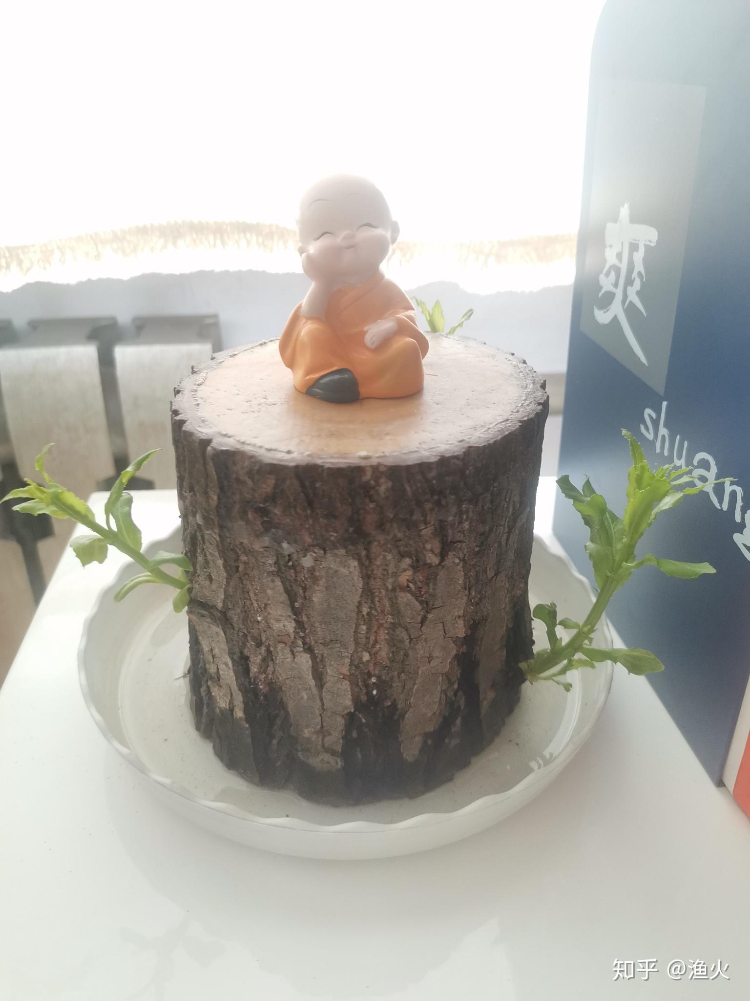 2021考研党蹲一个幸运木伪巴西木实为小柳树墩子