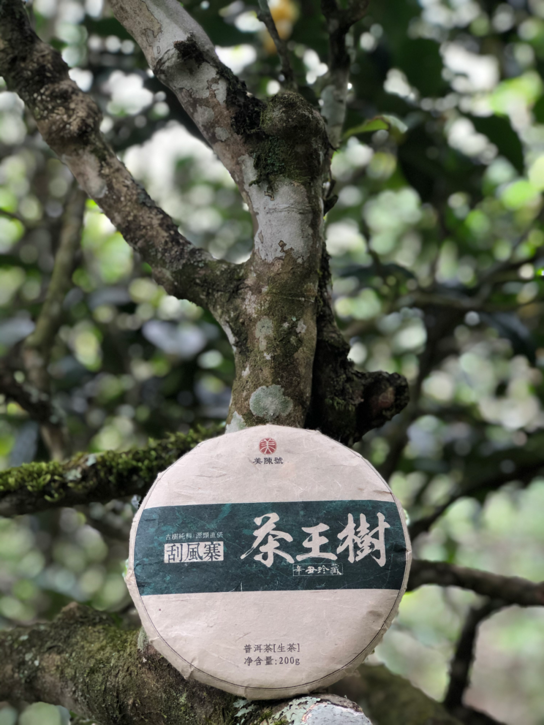 易武"野韵之王"刮风寨茶王树,即将绝版的森林茶