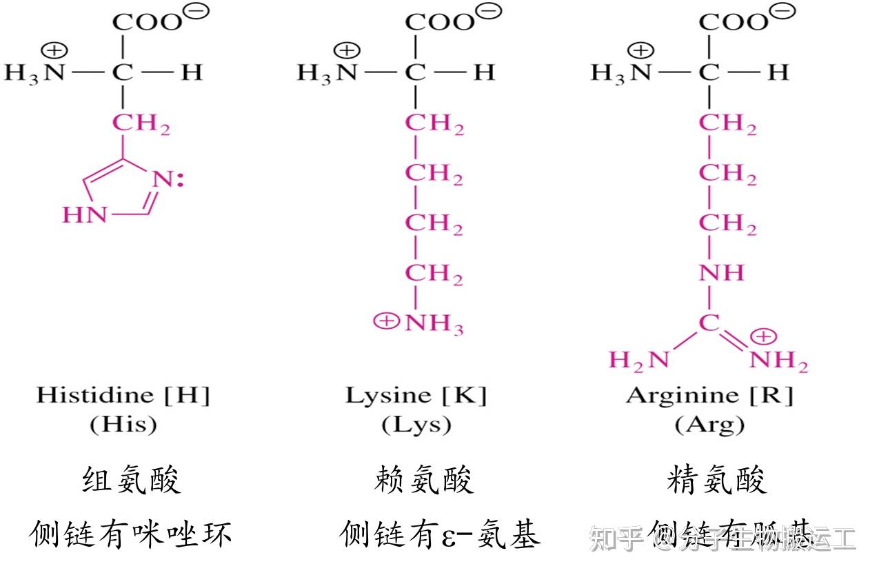 方式1按r基结构分类,不同氨基酸的r基不同,r基决定了氨基酸的性质可分