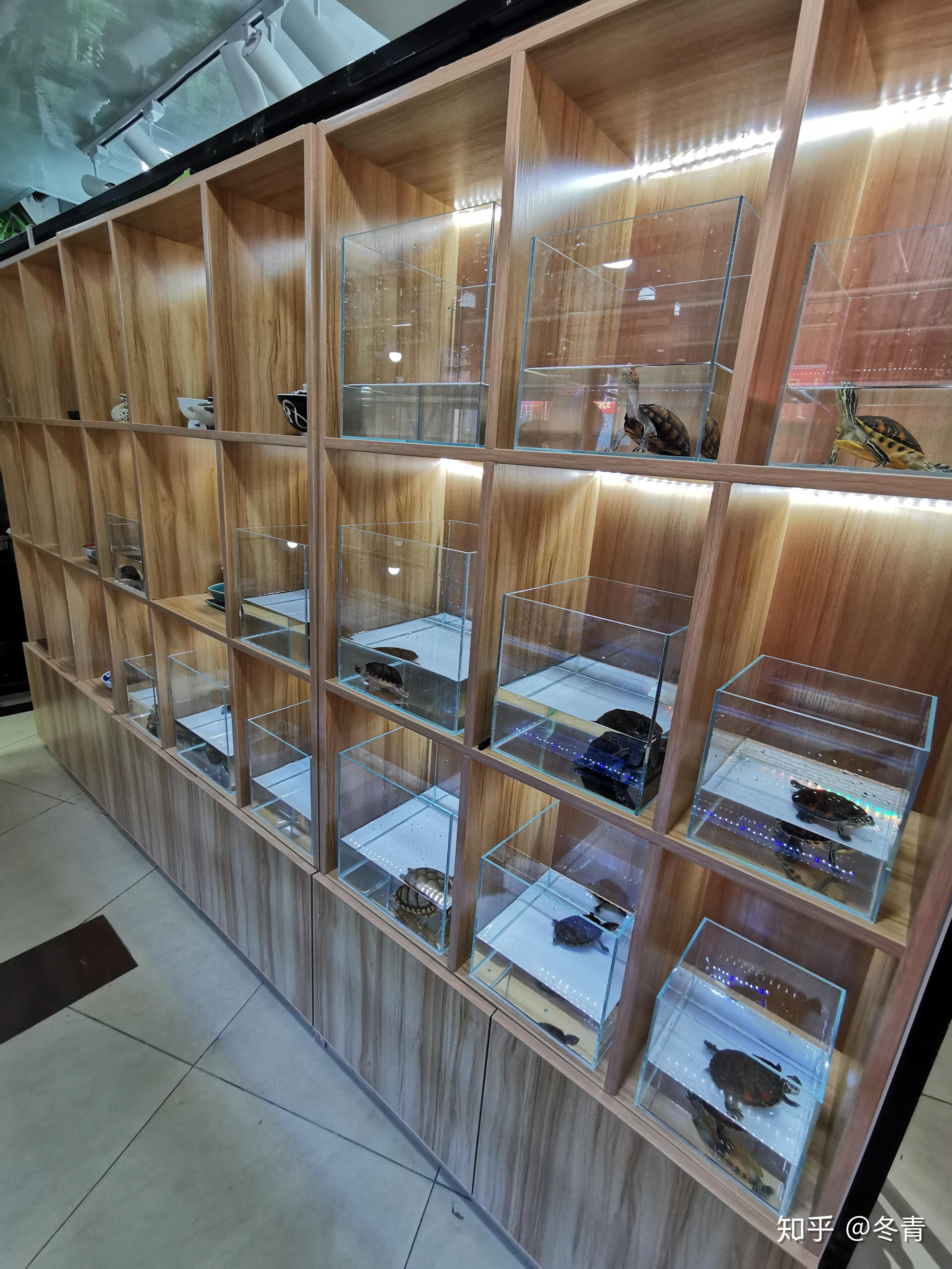 为什么年轻人不要养龟