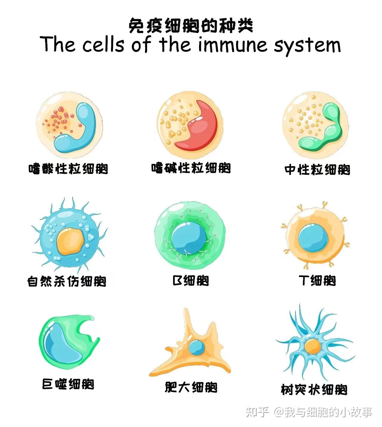 人体卫士快速了解免疫系统