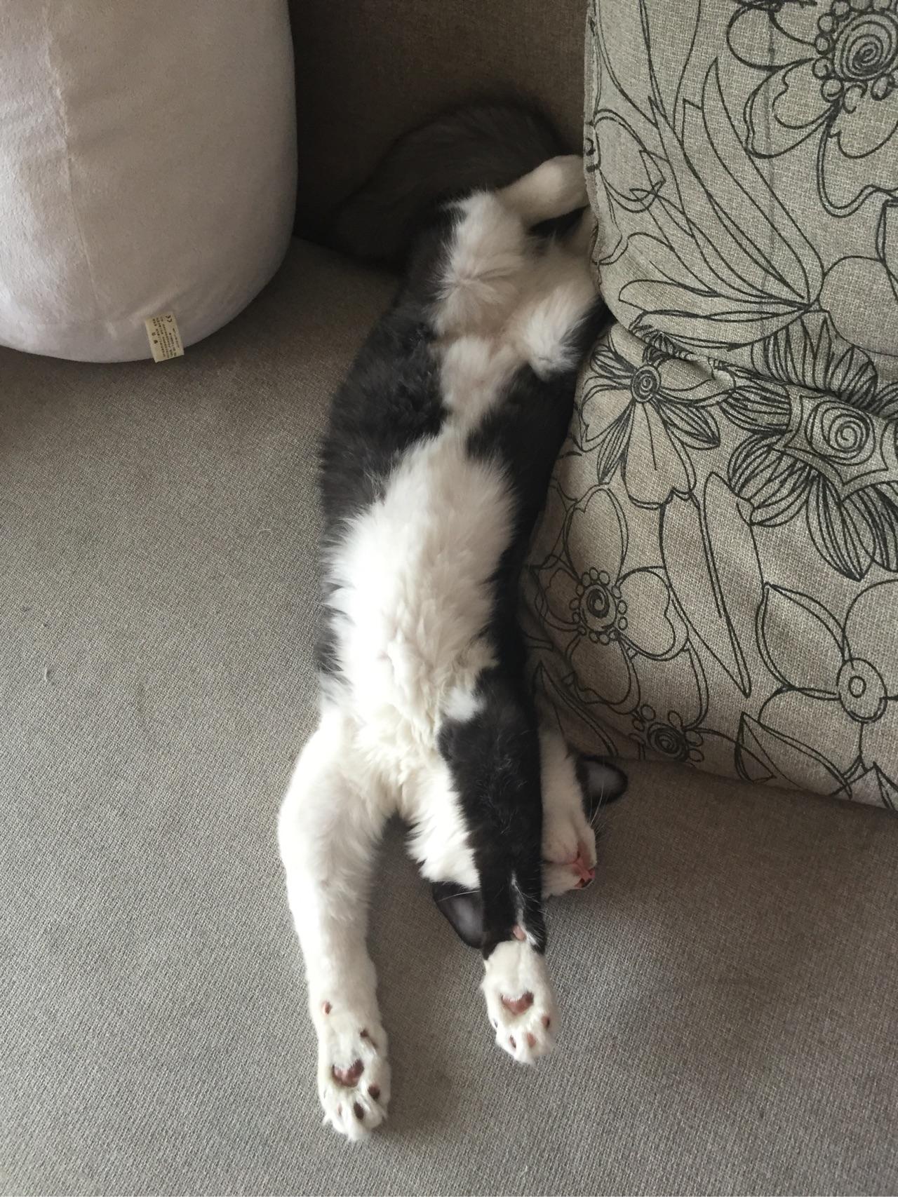 养一只奶牛猫是什么感受?