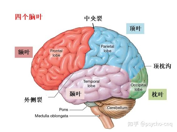 神经系统结构 - 知乎