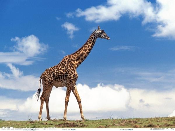 科普向：女生如何锻炼会显腿长