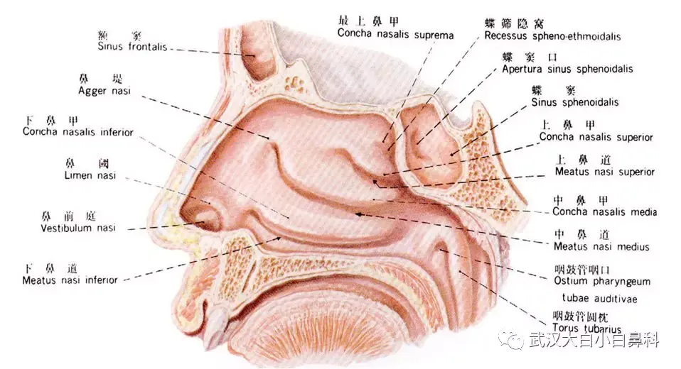 鼻炎鼻窦炎过敏性鼻炎有哪些区别