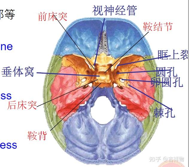 系统解剖学笔记1-颅骨 - 知乎