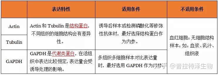 蛋白质免疫印迹(Western Blot,WB )怎样选择内参蛋白? - 知乎