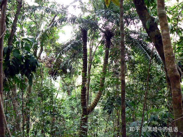 霍普氏鳞木铁 Lepidozamia hopei - 知乎
