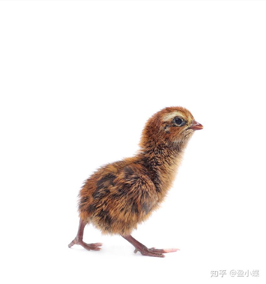 妈妈千元养儿计划一元买了一只小鹌鹑