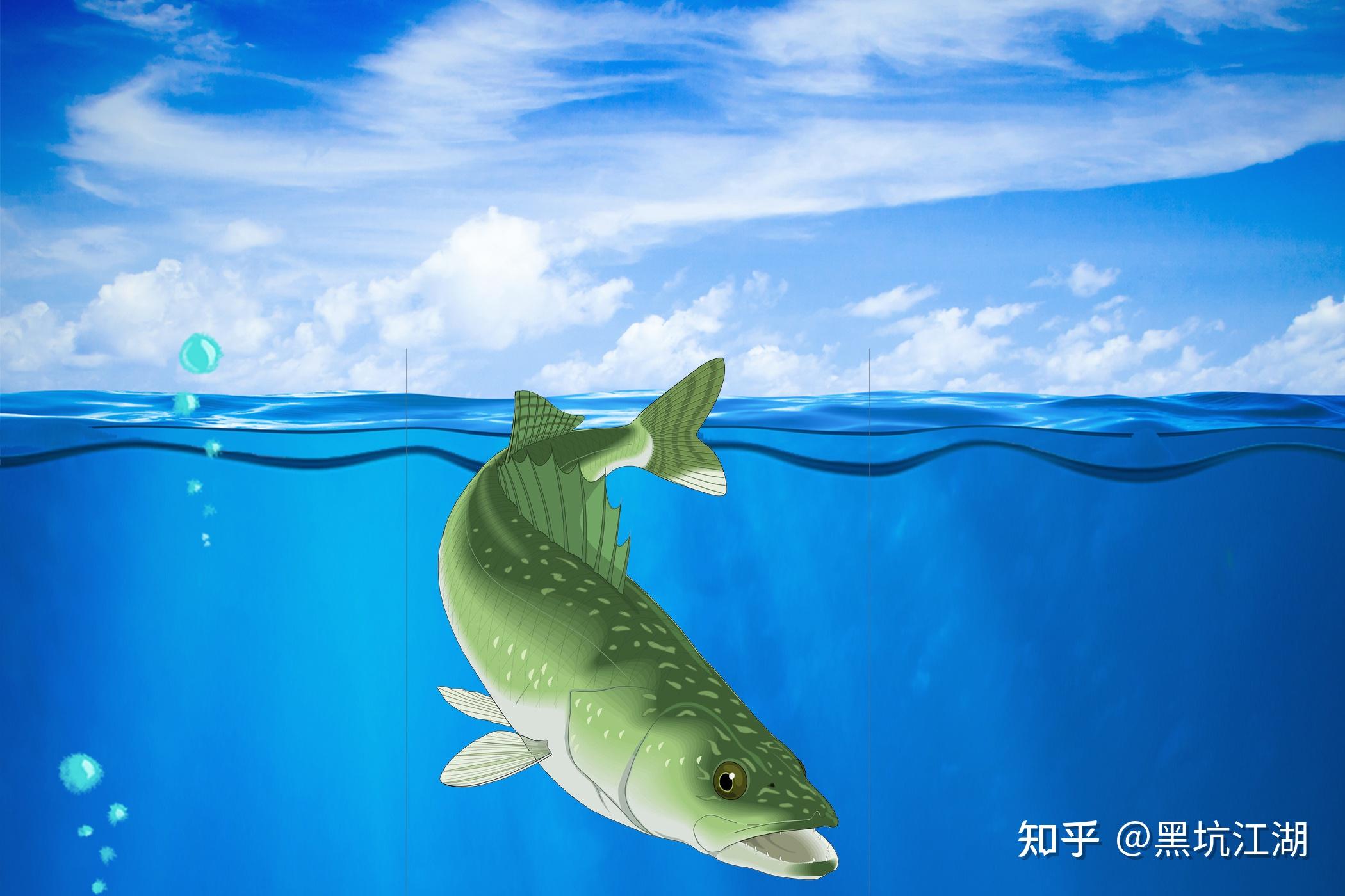 青鱼-鄱阳湖水产品-图片
