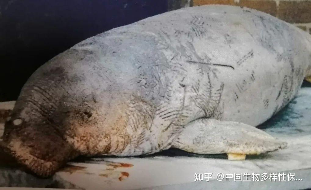 寻儒艮，却发现危机！王敏幹：广西合浦儒艮自然保护区管理建议书 - 知乎