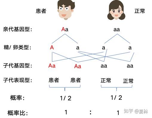 4.2 常染色体显性遗传 - 知乎
