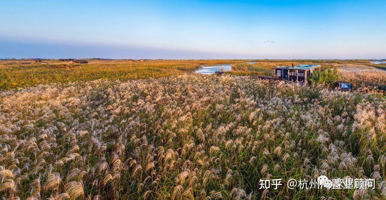 总要去趟杭州湾新区-湿地公园吧! - 知乎