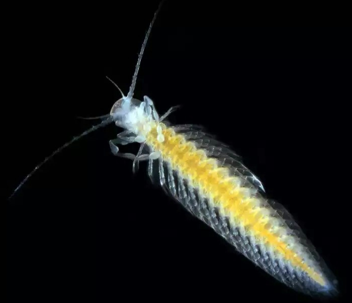 比如甲壳亚门中的桨足纲,乍一看就和蜈蚣有些相似,不过它们是水生的