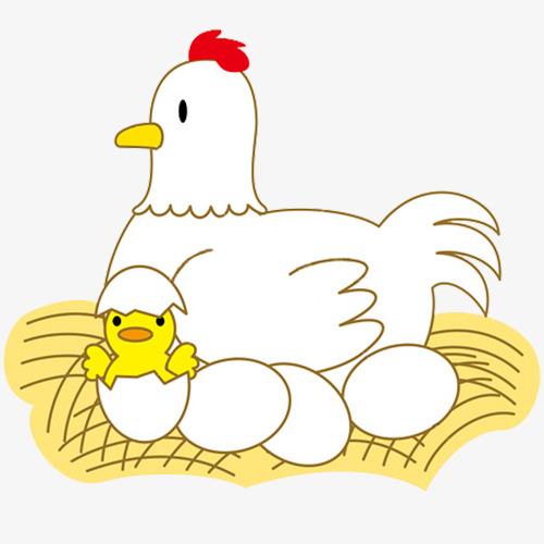 母鸡孵蛋漫画图片