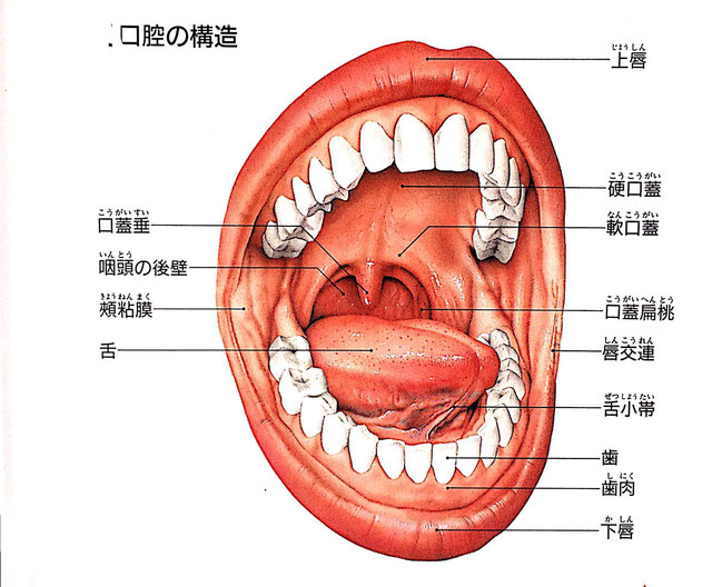 咽后壁位置示意图图片