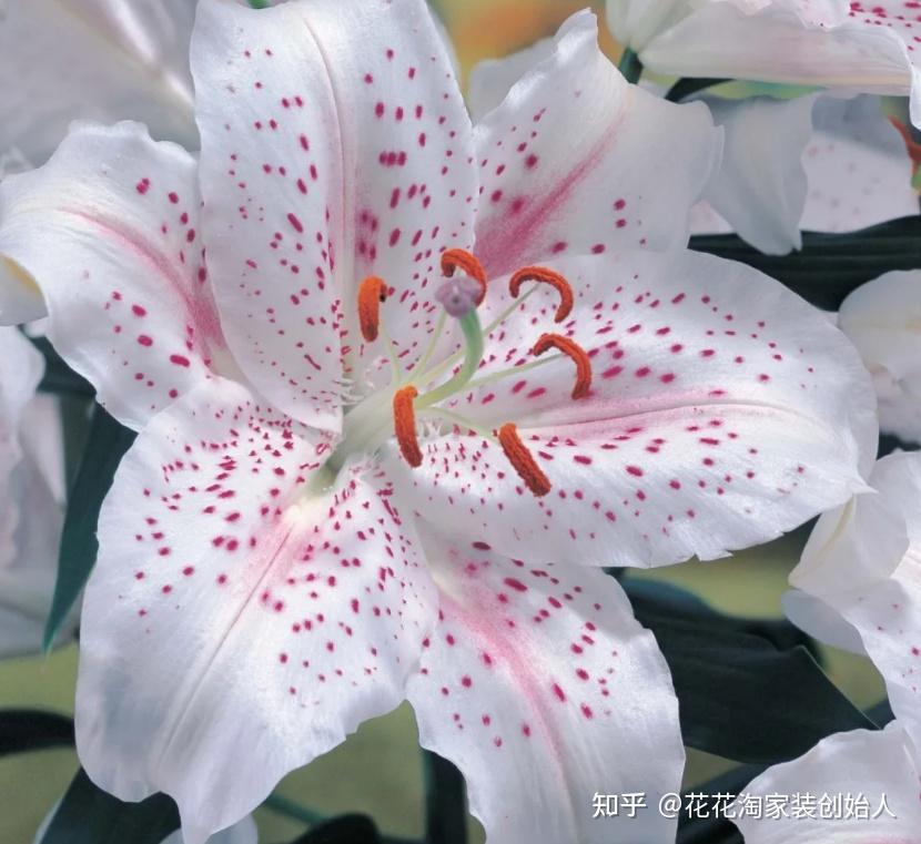 提升居家幸福感,一枝百合能做到! - 知乎