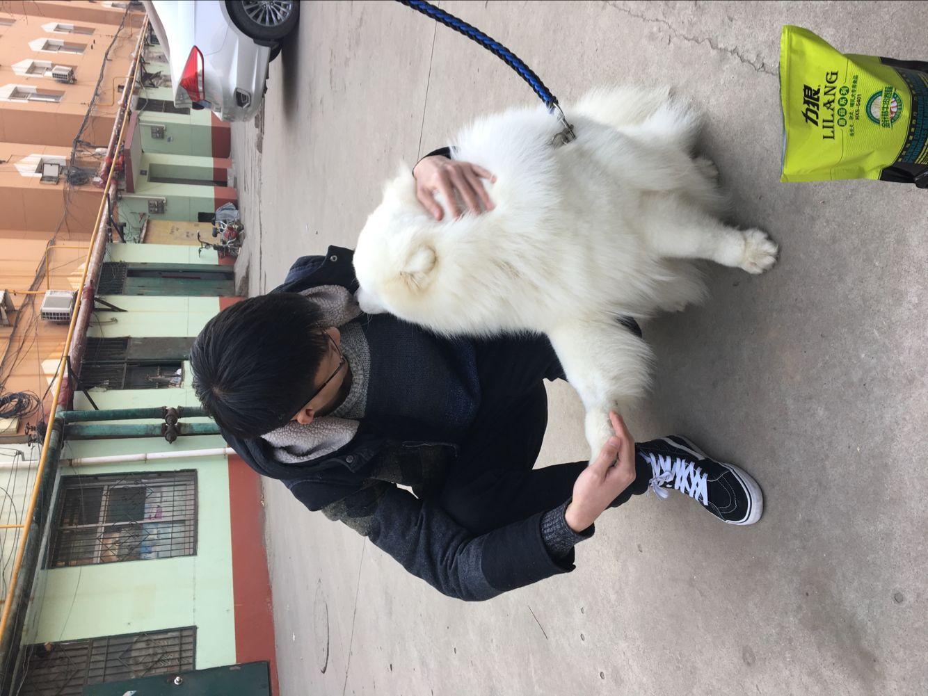 两个半月的金毛,给它喂食生肉还是熟肉? - 狗