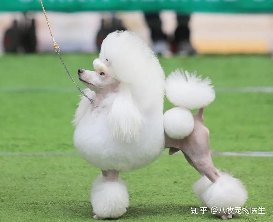 世界上最好养的狗狗排行