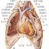 医学生期末复习资料 局部解剖学重点内容 知乎