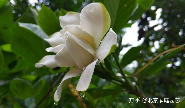 栀子花美丽的传说?栀子花的花语?栀子花适合送给什么样的人? - 知乎