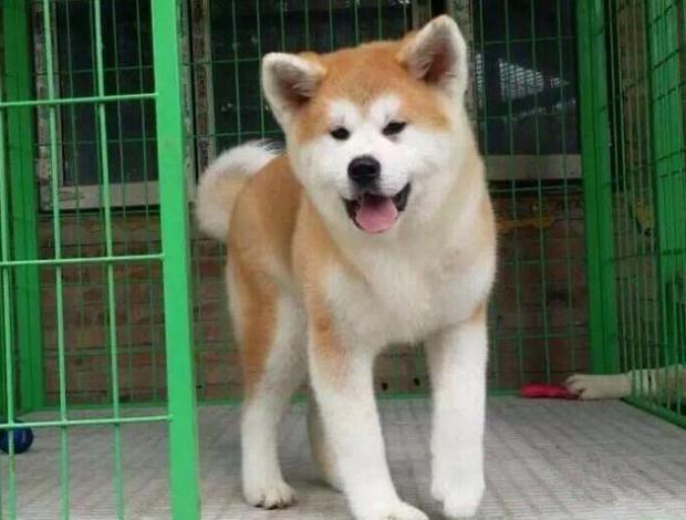 秋田犬的性格及喂养特点秋田犬好不好养 知乎 秋田犬的性格及喂养特点秋田犬好不好养 知乎