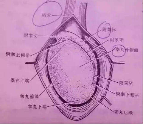 靜脈曲張學院 - 知乎