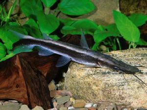 翟乃泽: 黑白鸭嘴 ,头就是个三角.